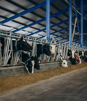 Cattle Farm